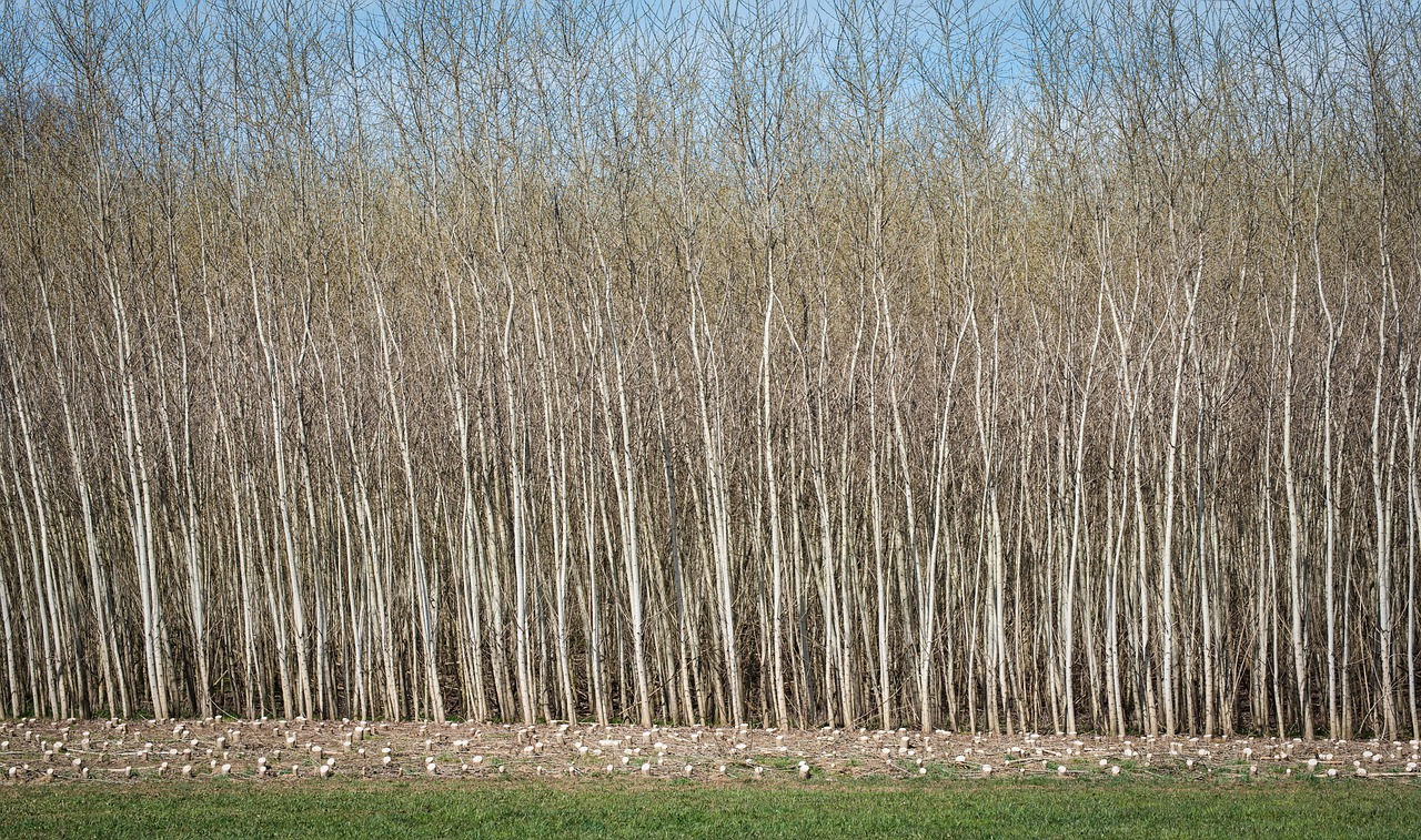 ¿Qué significa que la biomasa pueda ser CO2 neutral?